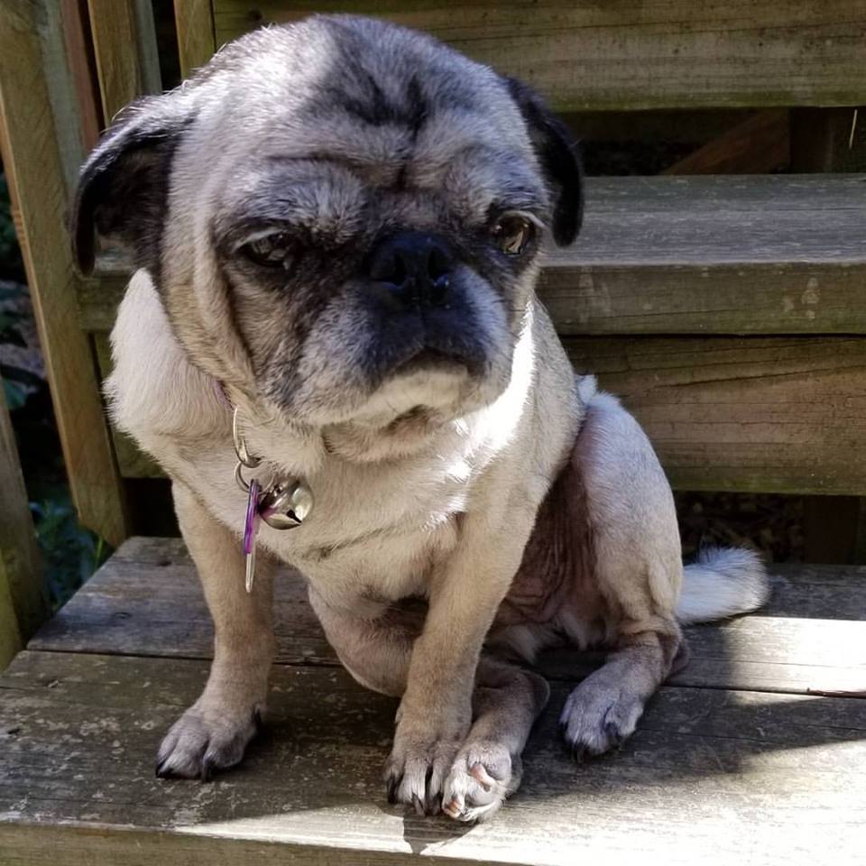 pug with unhappy face