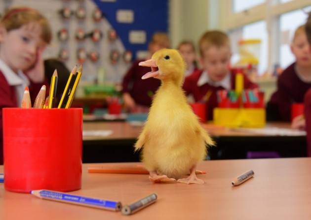 Duckling