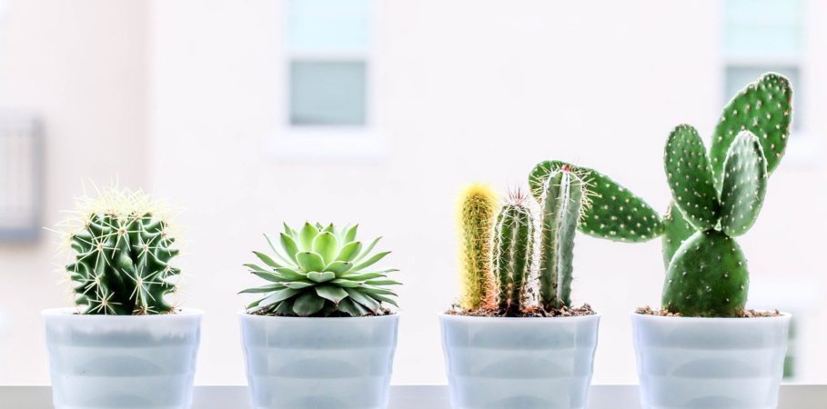 Four different succulents in pots on a windowsill