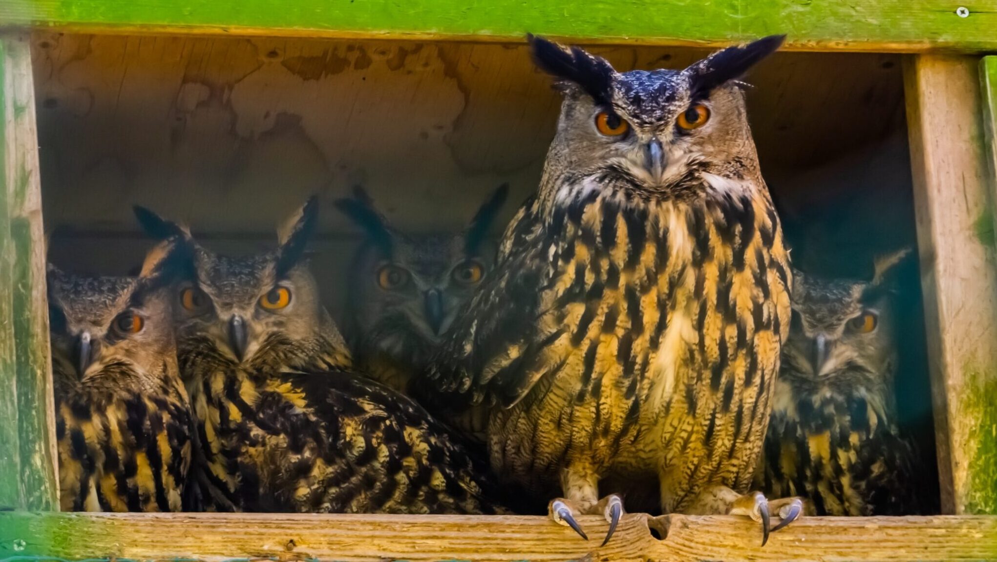 Five owls symbolizing the Scriptorium team are sitting inside a wood coop with green paint on the outside. One of the four owls is perched on the ledge of the window of the coop.