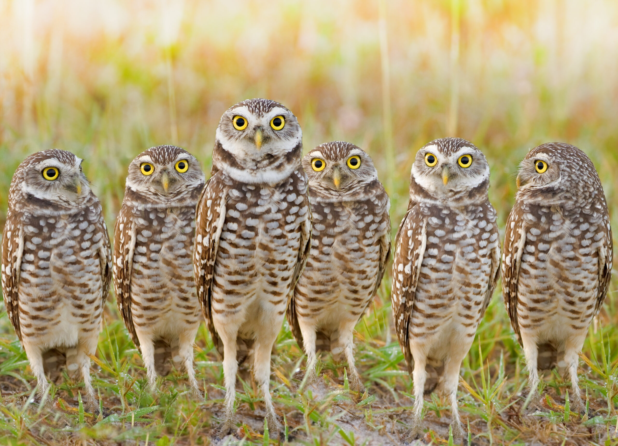 "A photograph of six burrowing owls standing in a grassy field. They have brown and white-speckled plumage, long legs, and striking yellow eyes. The owls are arranged in a slightly curved line, with the central owl appearing larger and more prominent. Each owl has a unique posture and head tilt, with some staring directly ahead and others glancing sideways. The background consists of blurred green and golden hues, suggesting a natural habitat with soft lighting."